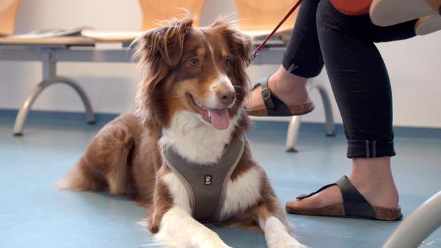 Die fünfjährige Australian Shepherd Hündin Mathilda hat sich beim Toben mit einem Stöckchen verletzt.