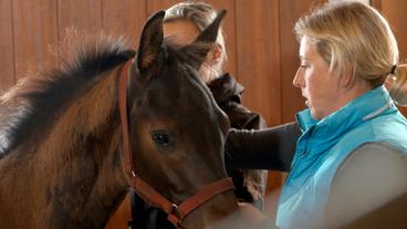Bild: NDR/Doclights GmbH 2019 Stephanie Petersen chipt ihre Trakehner-Fohlen.