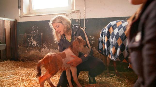 Die Tierärztin Alexandra Erbeldinger ist in großer Sorge, ob Stute und Fohlen wohlauf sind. Kurzerhand richtet sie sich ein Nachtlager im Stall ein.