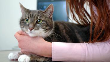 Bild: NDR/Doclights GmbH 2020 Die vierjährige Katze Lotti leidet unter einer schweren Autoimmunkrankheit. Dr. Marion Link testet heute Lottis Blutwerte.