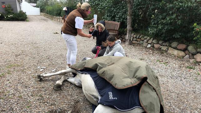 Bild: NDR/Doclights GmbH 2020 Ein Kreislaufkollaps zwingt Airoso zu Boden. Stephanie Petersen lässt in der Praxis alles stehen und liegen, um