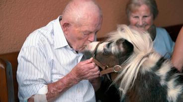 Ein Küsschen ist die beste Therapie. Miniaturpferd Eclipse kuschelt heute mit Bewohnern eines Seniorenzentrums.