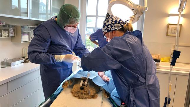 Bild: NDR/Doclights GmbH 2020 Eine OP in letzter Minute. Kann das Ärzte-Powerteam den Norfolk Terrier Sid retten?