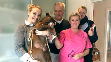 Bild: NDR/Doclights GmbH 2020 Inseltierärztin Stephanie Petersen muss der quirligen Bulldogge eine Hautprobe mit dem Skalpell entnehmen. Familie Hansen aus Bayern ist noch entspannt.