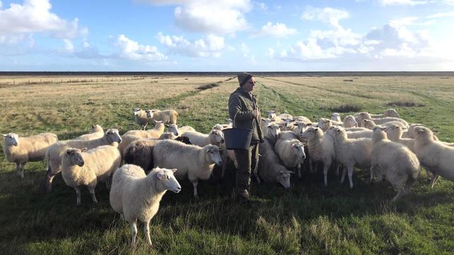Jürgen Wolf-Diedrichsen hält seit 20 Jahren Schafe. Jedes seiner Tiere ist ihm ans Herz gewachsen.