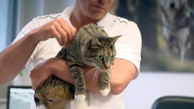 Bild: NDR/Doclights GmbH 2020 Kater Jumper muss sich einer kniffligen Becken-OP unterziehen. Kann er danach endlich wieder normal aufs Katzenklo gehen?