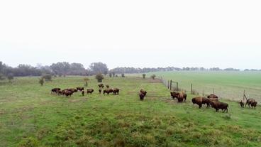 Bild: NDR/Doclights GmbH 2020 Nervenkitzel auf Rügen. Der Tierarzt Marco Nieburg muss Bisons verarzten.