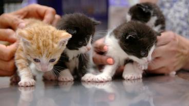 Niedlichkeitsalarm! 14 Kätzchen verzaubern heute das ganze Team von Dr. Yasmin Diepenbruck.