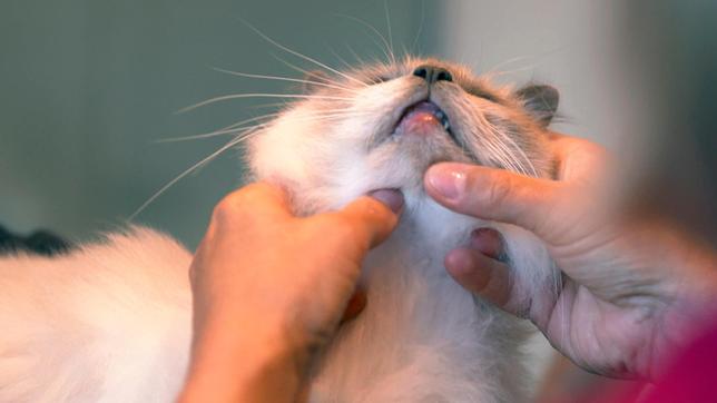 Bild: NDR/Doclights GmbH 2019 Die Katze des Inselzauberers hat eine Verletzung am Kinn.