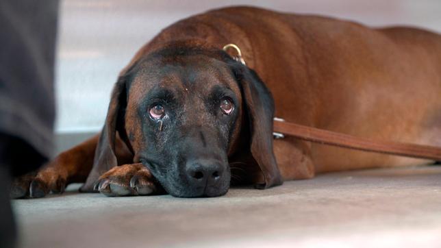 Bild: NDR/Doclights GmbH 2020/Andrea Späth Fotodesign Seit Tagen plagen Gebirgsschweißhund Lumpi hohes Fieber und eine rätselhafte Schwäche. Der Bluttest zeigt massiv erhöhte Leberwerte.