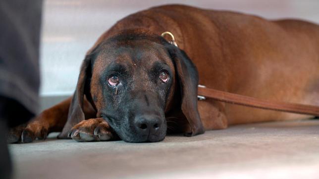 Seit Tagen plagen Gebirgsschweißhund Lumpi hohes Fieber und eine rätselhafte Schwäche. Der Bluttest zeigt massiv erhöhte Leberwerte.