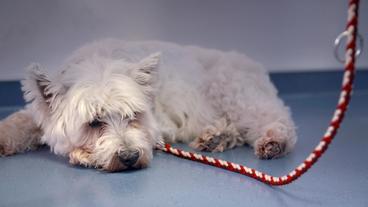 Bild: NDR/Doclights GmbH 2020 Westhighland Terrier Donna hat zwei Kilo abgenommen. Ein Fremdkörper steckt in ihrer Speiseröhre.