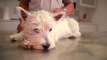 Bild: NDR/Doclights GmbH 2020 Westhighland Terrier Lesko ist gerade mal sechs Monate alt und schon steht eine OP an: Sein Leistenbruch muss vom Rügener Tierarzt Marco Nieburg dringend operiert werden.