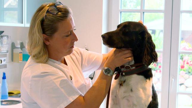 Bild: NDR/Doclights GmbH 2019 In die Praxis von Dr. Stephanie Petersen kommen hauptsächlich Hunde.