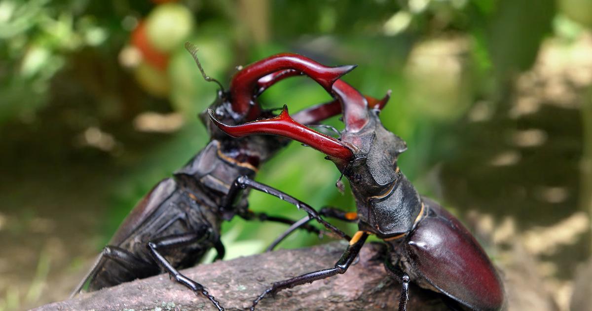 Naturwunder Gemüsegarten Dokumentation & Reportage ARD Das Erste