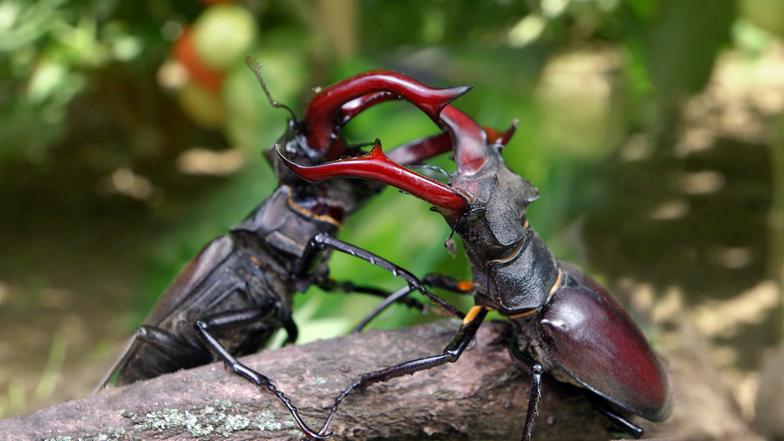 Naturwunder Gemüsegarten Dokumentation & Reportage ARD Das Erste