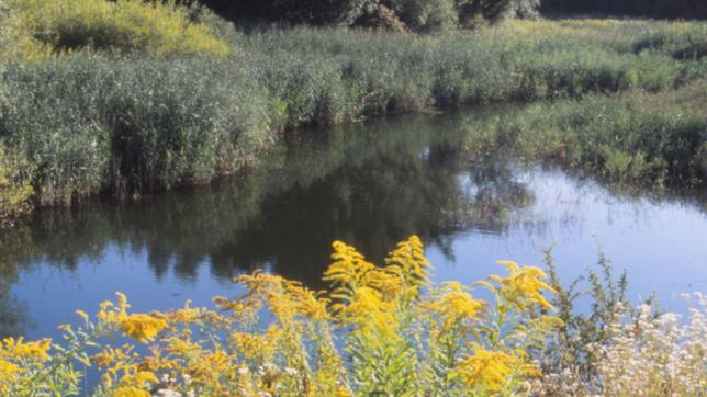 Bild: BR/Jürgen Eichinger Die Schilfzone an der Donau bei Straubing