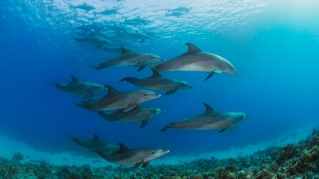 Bild: iStock / Getty Images Plus/lemga Eine große Gruppe von Delfinen