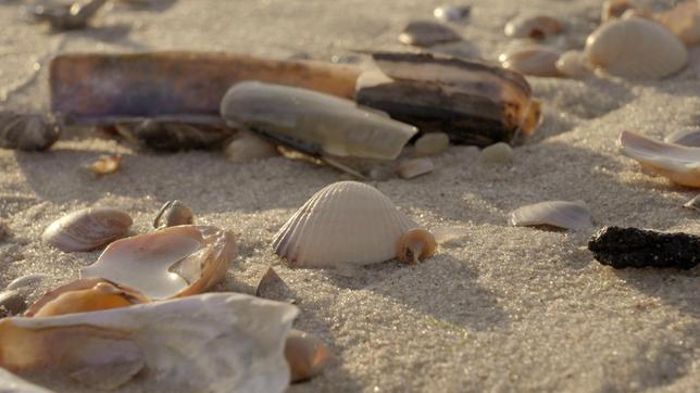 Bild: NDR/Tobias Lickes Der Sandstrand ist auch von nah ein Hingucker. Doch diese Schönheit hat ihren Preis.