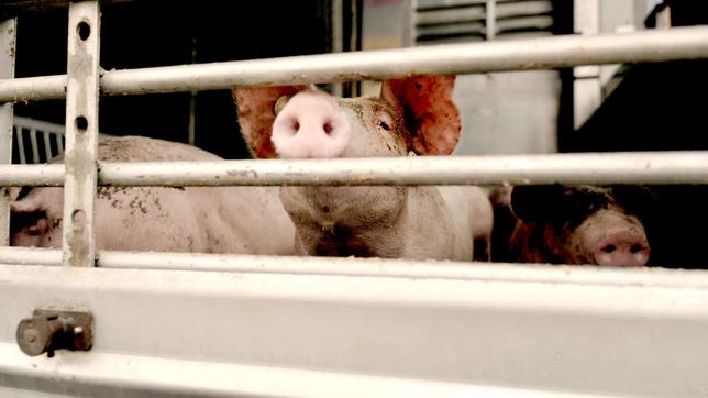 Bild: ARD Schweine im Stall