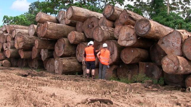 Bild: SWR Die peruanische Firma Bozovich schlägt im Otorongo-Dschungel am Amazonas ein und trägt das FSC-Ökosiegel.