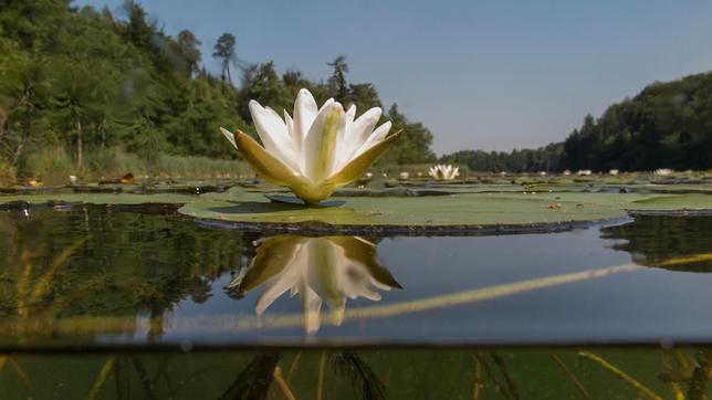Bild: WDR/Andreas Hartl Die Wildform unserer heimischen Seerose ist eine wahre Schönheit und die nähere, vorsichtige Betrachtung während eines Bades in einem See ist stets lohnenswert.