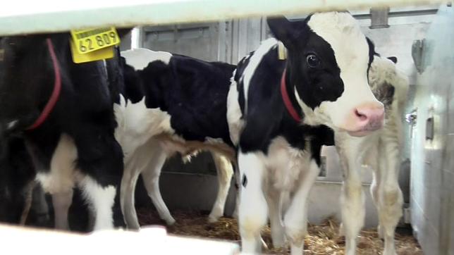 Bild: Animal Welfare Foundation Ein „Abfallprodukt“ der Milchwirtschaft: Männliche Kälber, die ins Ausland exportiert werden.
