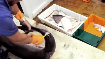 Bild: WDR/sea shepherd Flossen für die Haifischflossensuppe