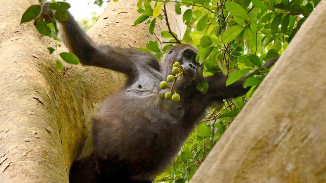 Gorillas ernährend sich hauptsächlich vegetarisch. Dieses Weibchen sammelt Feigen.