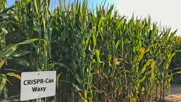 Bild: SWR In Iowa stehen die ersten Crispr-Pflanzen auf dem Feld.
