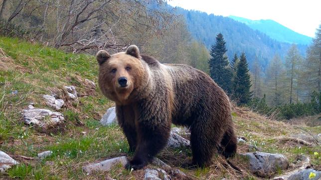 In Italien erweitern Braunbären aus den Dolomiten ihren Bewegungsradius und werden bei „Grenzüberschreitungen“ ertappt.