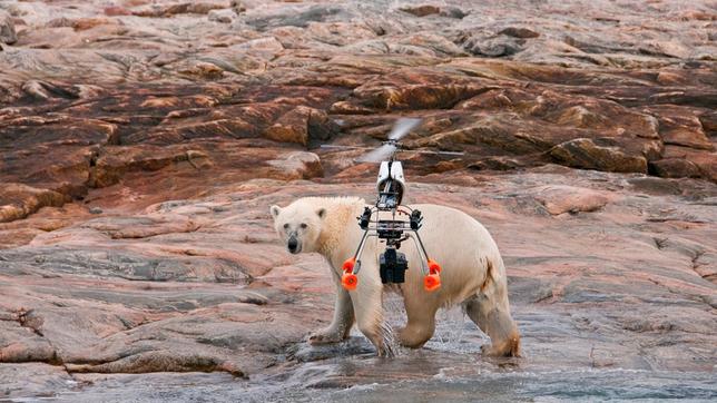 Bild: NDR/Arcadia Entertainment Mit Hightech Equipment können die Filmer nah an die Eisbären heran, ohne sich selbst in Gefahr zu bringen.