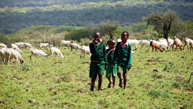 Nur ein Fünftel der Massai - Kinder lernt Lesen und Schreiben. Die meisten von ihnen hüten die Herden, um ihre Familien zu ernähren.
