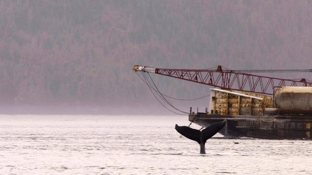 Orca Wale in Kanada werden bei ihrer Kommunikation unter Wasser vom Schiffsverkehr oft empfindlich gestört.