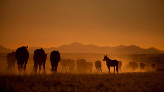 Erlebnis Erde: Pferdegruppe im Sonnenuntergang.