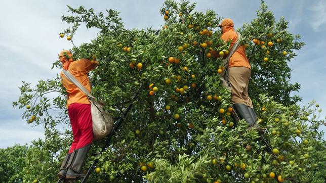 Zwei Männer pflücken Orangen in einem Baum.