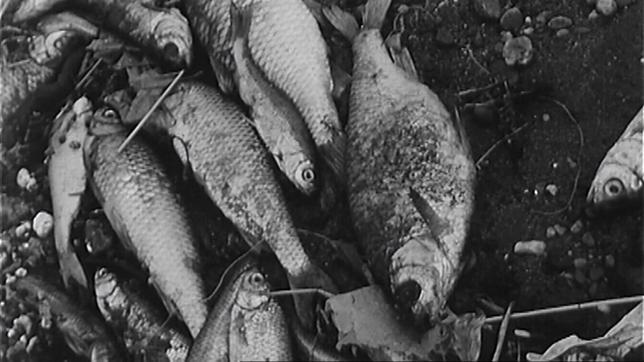 1969 kommt es im Rhein zu einem gigantischen Fischsterben.