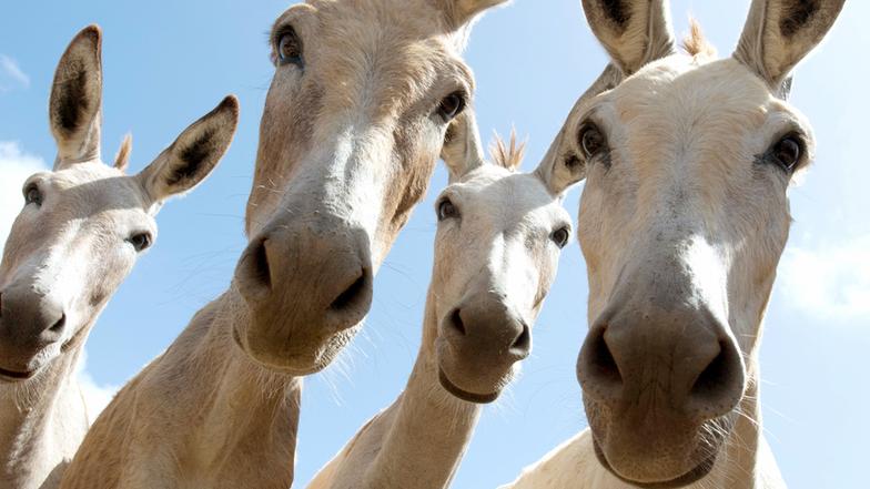 Können Tiere schlechte Laune haben? Können Tiere schlechte Laune haben?