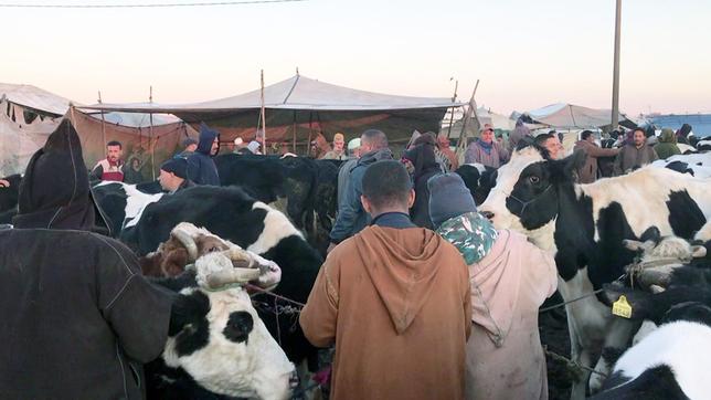 Bild: SWR Viehmarkt in Marokko.