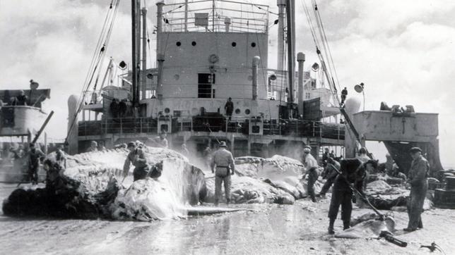 Die Walfangschiffe sind schwimmende Schlachtfabriken