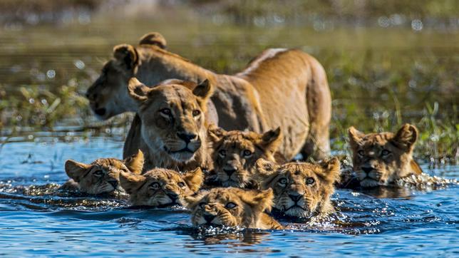 Bild: NDR/Terra Mater Factual Studios/Wildlife Films Zwei Löwinnen und ihre sechs Jungen wollen einen Bachlauf überqueren. Die Mütter sind wachsam und halten nach jeder Gefahr Ausschau.