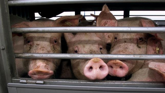  Schweine schauen durch die Gitter eines Tiertransporters