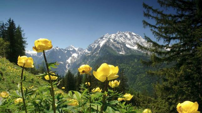 Eine Trollblumenwiese im Nationalpark Berchtesgaden