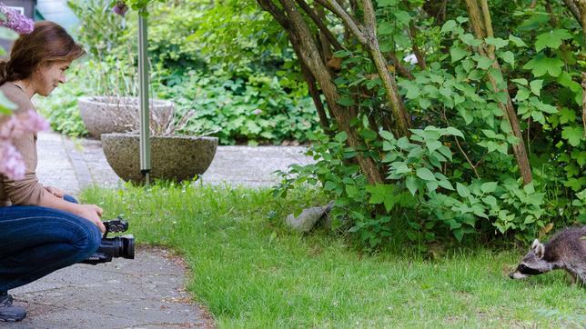 Bild: rbb/Stephan Gyßer Waschbär im Park