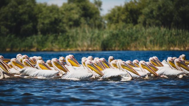 Vögel im Wasser