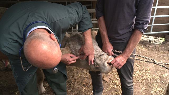Der Tierarzt untersucht das infizierte Auge eines Inselbullen. Dafür muss er zunächst ruhiggestellt werden. 