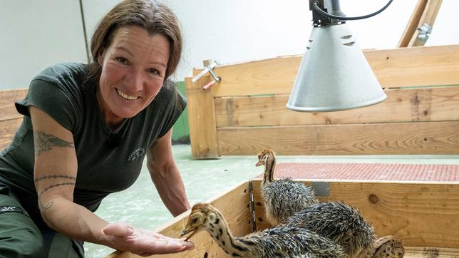 Kerstin Schnabel mit Küken im „Straußenkinderzimmer“