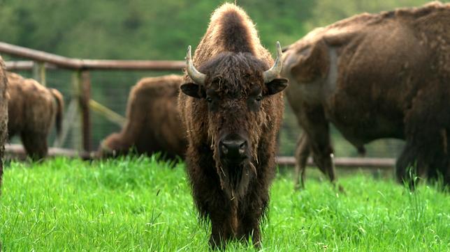 Bisons auf der Weide der Straußenfarm Emminghausen
