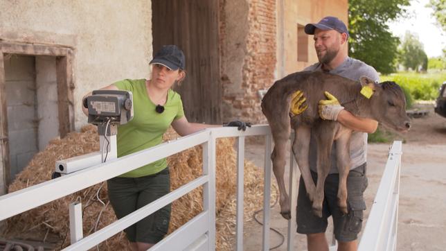  Georg Mayerhofer freut sich über zwei Zwillingspärchen bei seinen Wagyu-Rindern. 