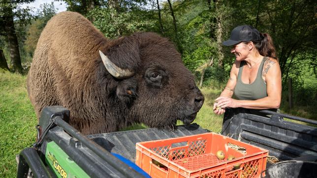 Kerstin Schnabel im Gehege der Bisons – mit Leitbulle Samson